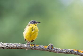 Close-up: European Western Yellow Wagtail