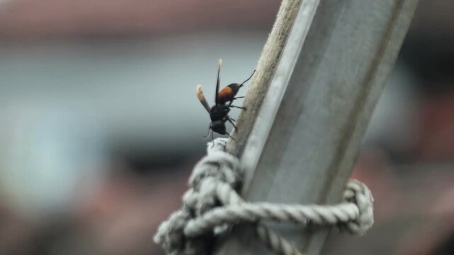 Macro housefly on knotted rope beside metal pole with soft background blur.