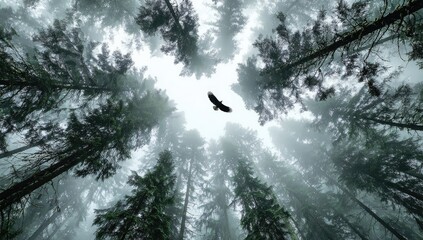 Eagle soaring through a misty forest canopy