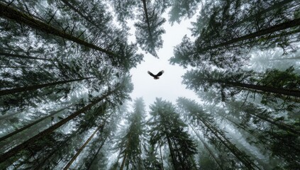 Obraz premium Bird soaring through a misty forest canopy