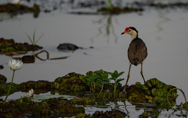 Kakadu National park, Northern Territory, Australia
