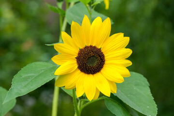 Sonnenblume mit Blättern in voller Blüte