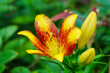 lilie in voller blüte © Markus Kammermann