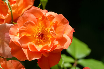 Blühende Strauchrose in voller Pracht