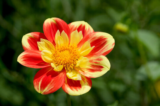 moonfire dahlie in voller bl&uuml;te