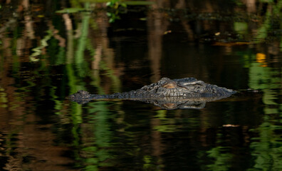 Crocks in Kakadu National park, Northern Territory, Australia