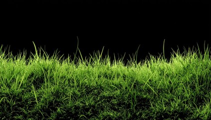 Close-up of vibrant green grass blades against a stark, black background