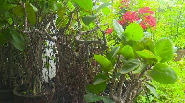 Tree trunk wrapped with climbing plants under sunlight showing natural textures and lush green patterns