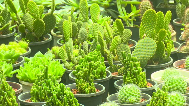 Various cactus species grouped in a garden environment with warm sunlight and natural desert-like textures