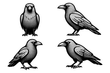 Fototapeta premium Vintage style halftone crows and ravens collection in black and white