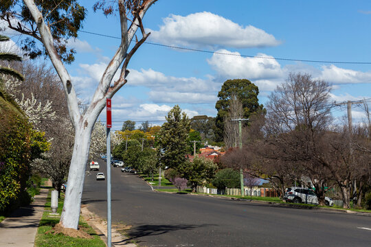 Tamworth streetscape in winter with spring blossoms beginning to flower