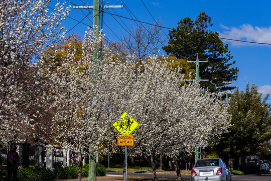 blossoming trees behind crossing ahead sign hiding amongst branches on roadside