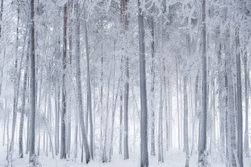 Obraz premium Winter forest shows tall trees covered in snow. The ground is white with snow, and fog creates a quiet atmosphere. The trees stand closely with little visibility beyond them. High quality photo