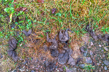 Wolf droppings on the ground