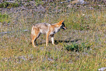 Beautiful Coyote standing on a grass meadow