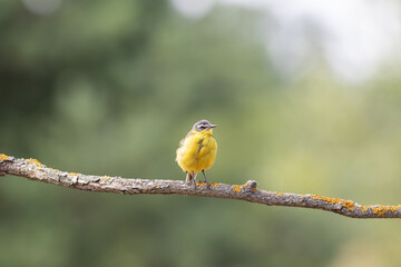 Bird world: yellow wagtail in natural habitat