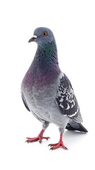 Close-up of a common pigeon, captured against a clean white backdrop, showcasing its features