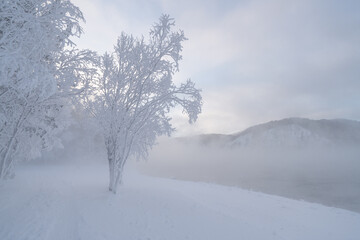 Trees are covered in white snow along the bank of a river. Fog rolls in over the water, creating a cold and quiet scene on a winter day in a remote area. High quality photo
