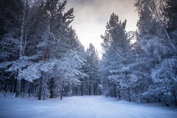 Fototapeta premium Snowy pathway through tall trees in a winter forest at dusk with a cloudy sky and soft light filtering through branches. High quality photo