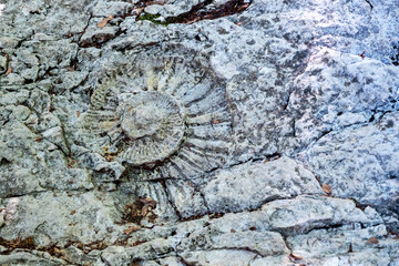 Trace fossilis&eacute;e d'ammonite