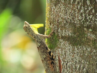 Macro closeup of a green lizard reptile on a brown tree branch in the forest, surrounded by nature and spring leaves