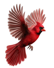 Vibrant red cardinal bird in flight with wings spread, isolated on white, png