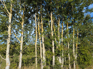 Baum, Babbel, Park, Herbst, Baumkrone, Wanderweg, Himmel, Baumallee.