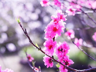 春の美しいピンクの桃の花