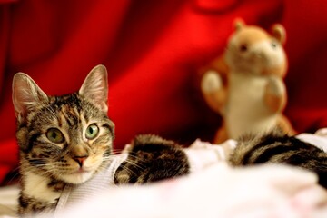 cat and christmas decorations © 飞 张