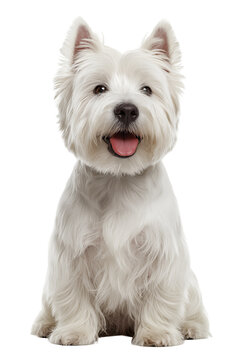 Cute white West Highland Terrier dog sitting and smiling, isolated on white, png