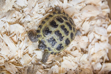 A domestic land tortoise on wood chips in a cardboard box, close-up