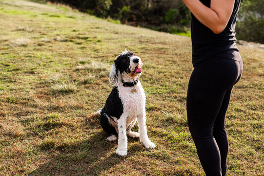 Two dogs, one black and white, the other small and white, interact with their owner on a sunny day