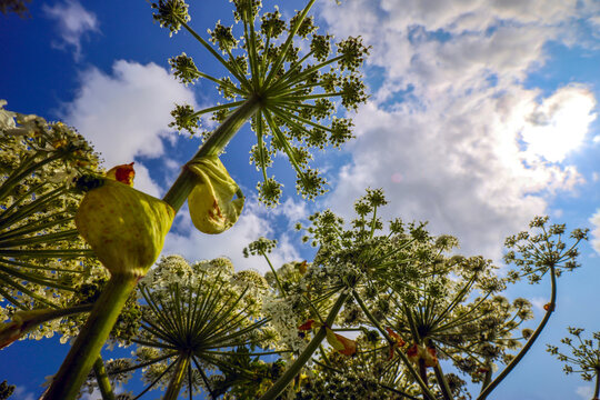 Flower of the giant hogweed in spring