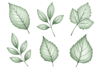 Fototapeta premium Watercolor Green Leaves Set Isolated on Transparent Background