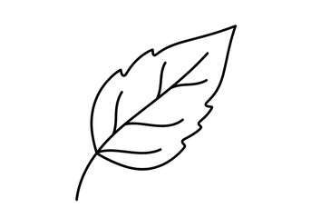 vector illustration of a leaf