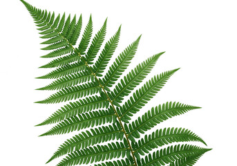 fern leaf isolated on white