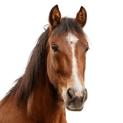 Obraz premium Brown horse head with white blaze, isolated on white background, png