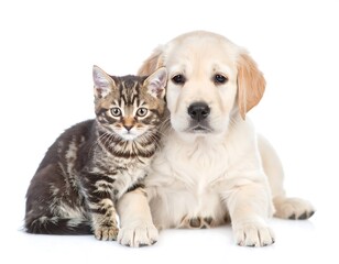Obraz premium Cat and puppy posing together, eyes forward, on white background, sharing companionship