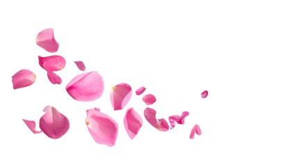 Beautiful rose petals on a white background