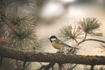 a great tit, parus major, perched on a branch from a swiss stone pine, at a frosty winter morning © DoreenB. Photography