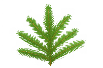 Fir tree branch with green needles, celebrating christmas, winter holidays, and nature on transparent background