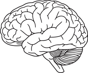 Detailed outline silhouette of a human brain isolated on transparent background