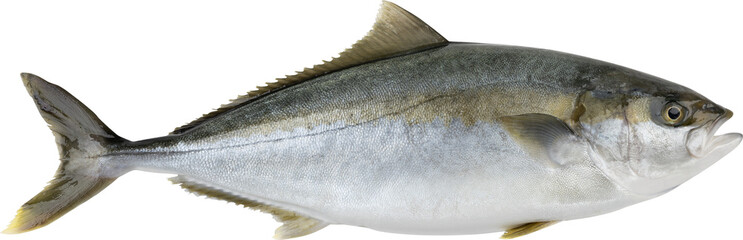 Yellowtail Fish Without Background