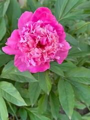 Fresh pink peony flower