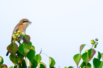 枝にとまるモズ・百舌鳥