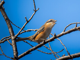 枝にとまるモズ・百舌鳥