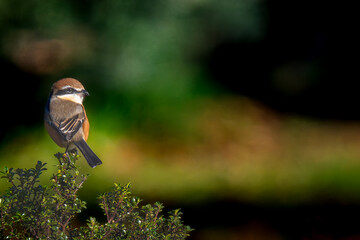 枝にとまるモズ・百舌鳥