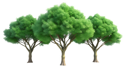 Obraz premium Three lush green trees with intricate branches full of leaves nature's beauty