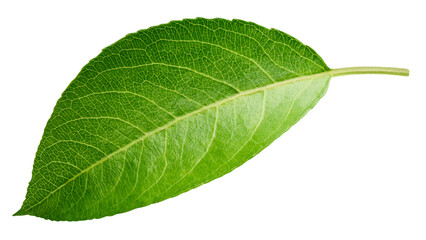 Obraz premium Green pears leaf isolated on transparent. Pears leaf PNG. Pears leaf full macro photo