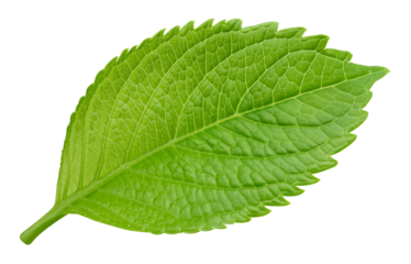Leaf macro studio photo transparent. Exotic leaves isolated PNG